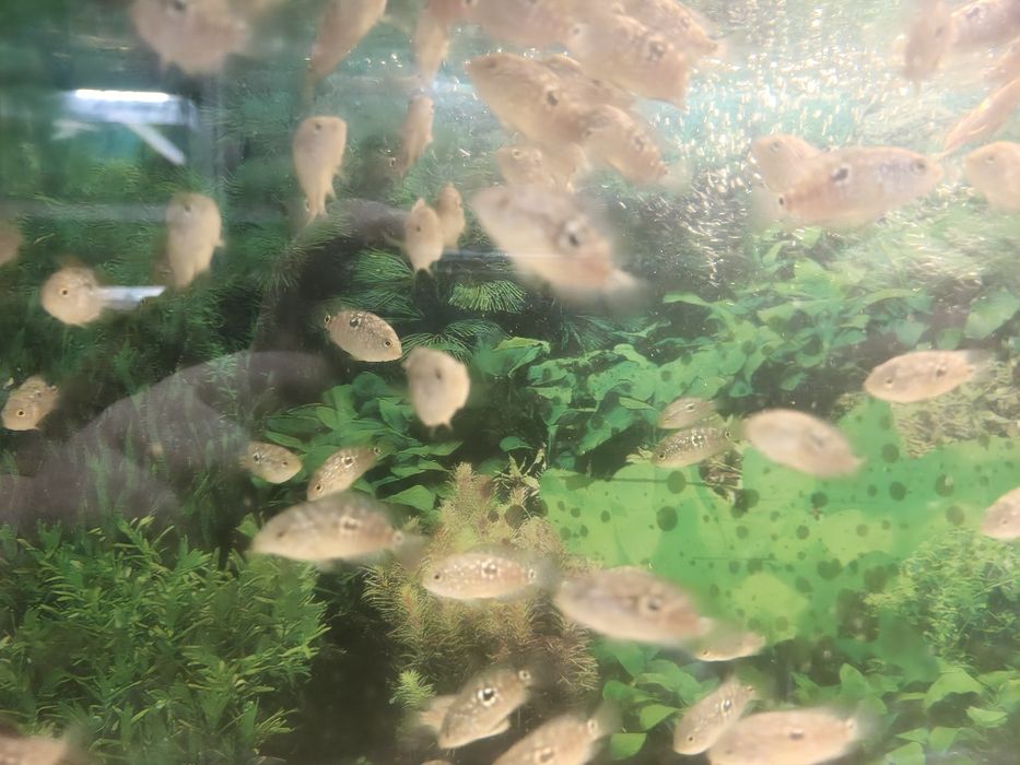 Pielęgnica niebieskołuska