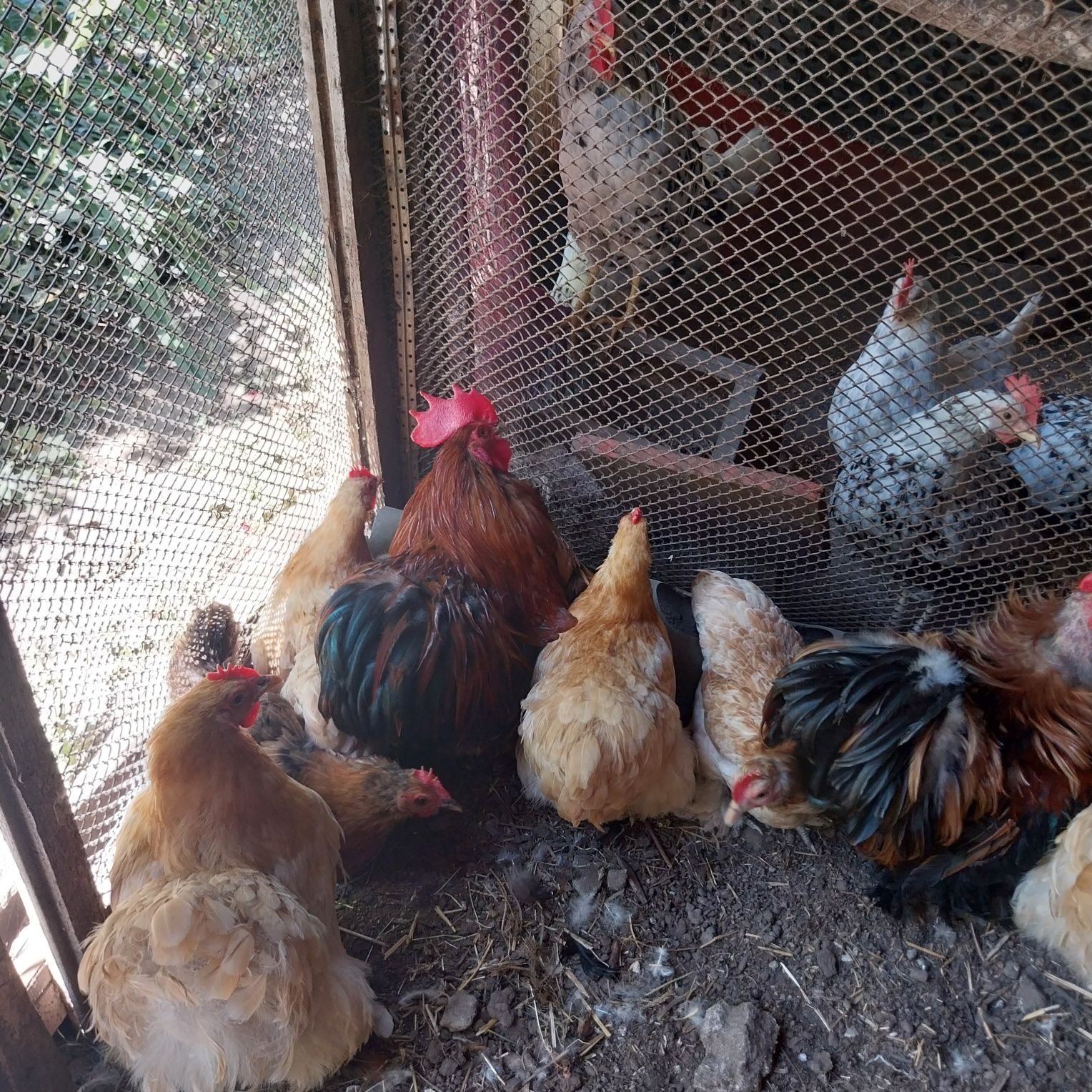 Карліковий кохінхин