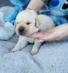 Labrador Retriver miot A -Amor