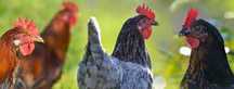 KURY NIOSKI ! Rossa Messa Leghorn Green Shell Karmazyn ! ZAPRASZAM !