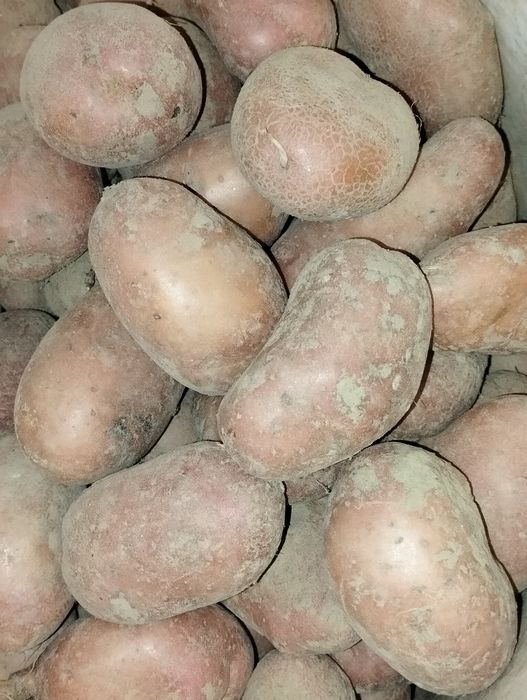 Ziemniaki Bella rosa