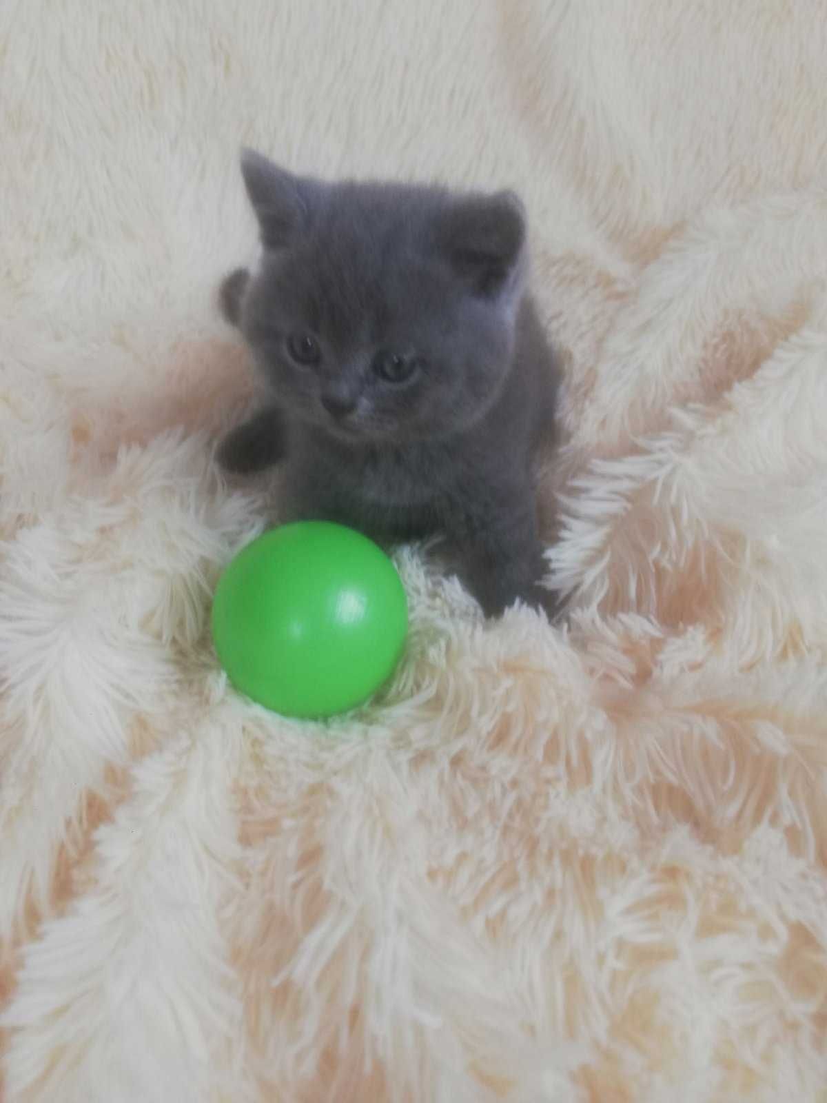 Шотландські кошенята