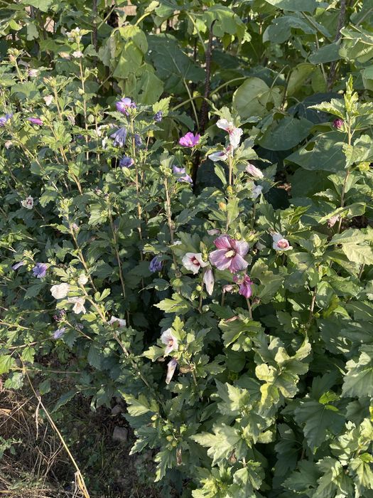Hibiskus z gruntu - duże sadzonki