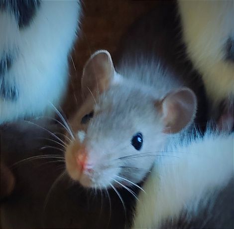 Продам милих пацюків Дамбо.