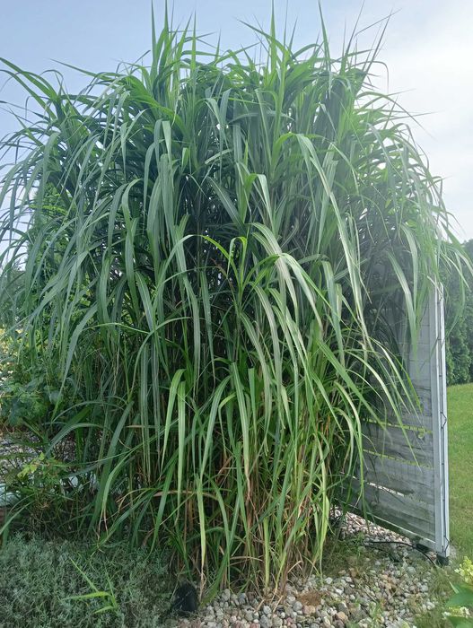 Miskant olbrzymi kłącza trawa ozdobna, żywopłot 1 szt. mrozoodporność