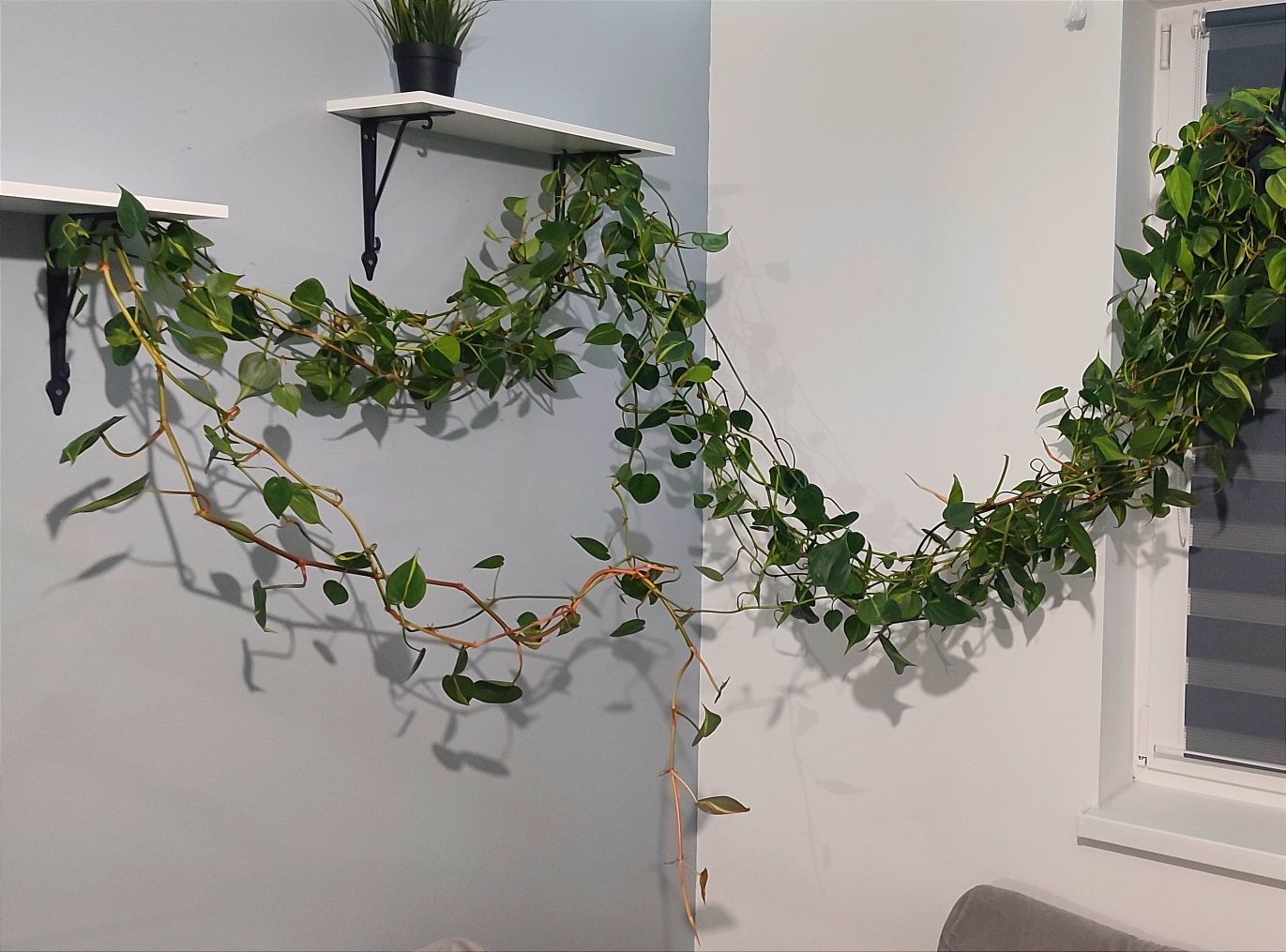 philodendron brasil 5m filodendron epipremnum scandens długie roślina