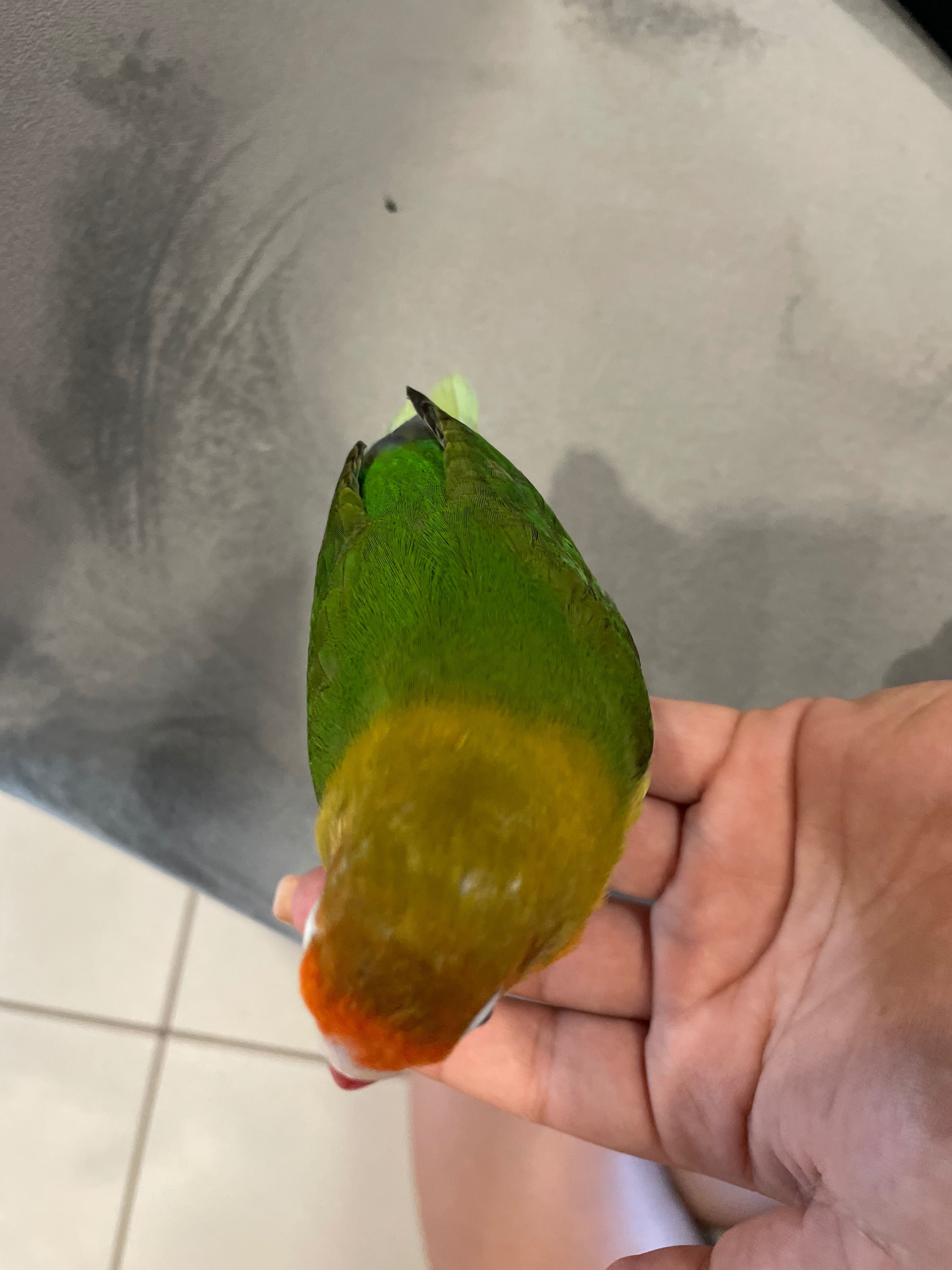 Pássaros Agarponis