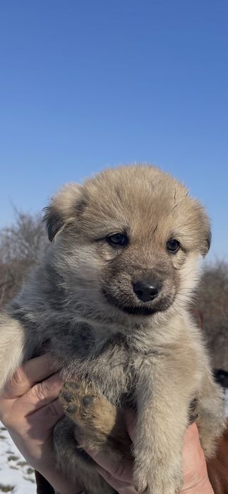 Цуценята кавказької вівчарки