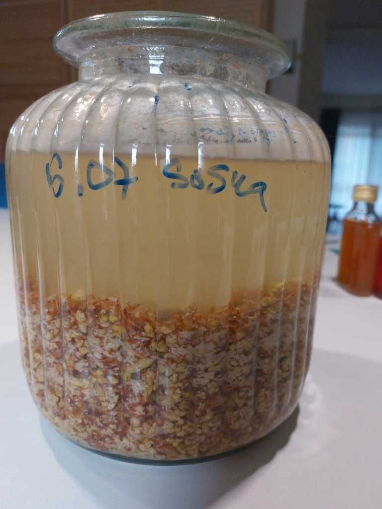 Ocet z pędów sosny BRAK