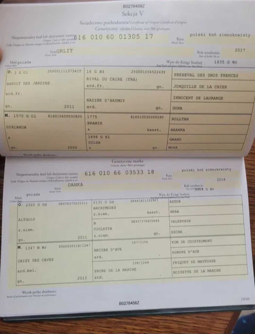 Sprzedam źrebaka zimnokrwistego 2 letniego