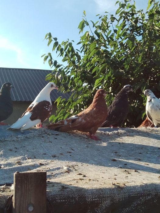 Gołębie szariki...