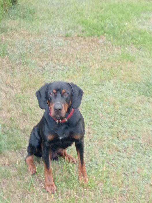 Piesek Gończy Polski