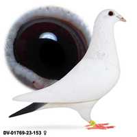 Młode Para nr 7 Białe Oryg. Drapa Ludo Classens gołąb gołębie pocztowe