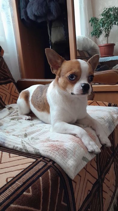 Вязка чихуахуа кобель