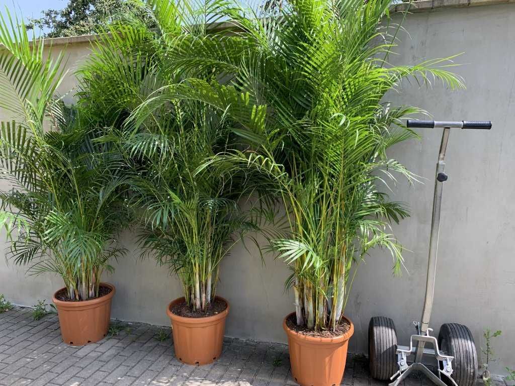 Palma Areca  - wysoka