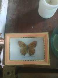 Бабочка в рамке argyronome laodice