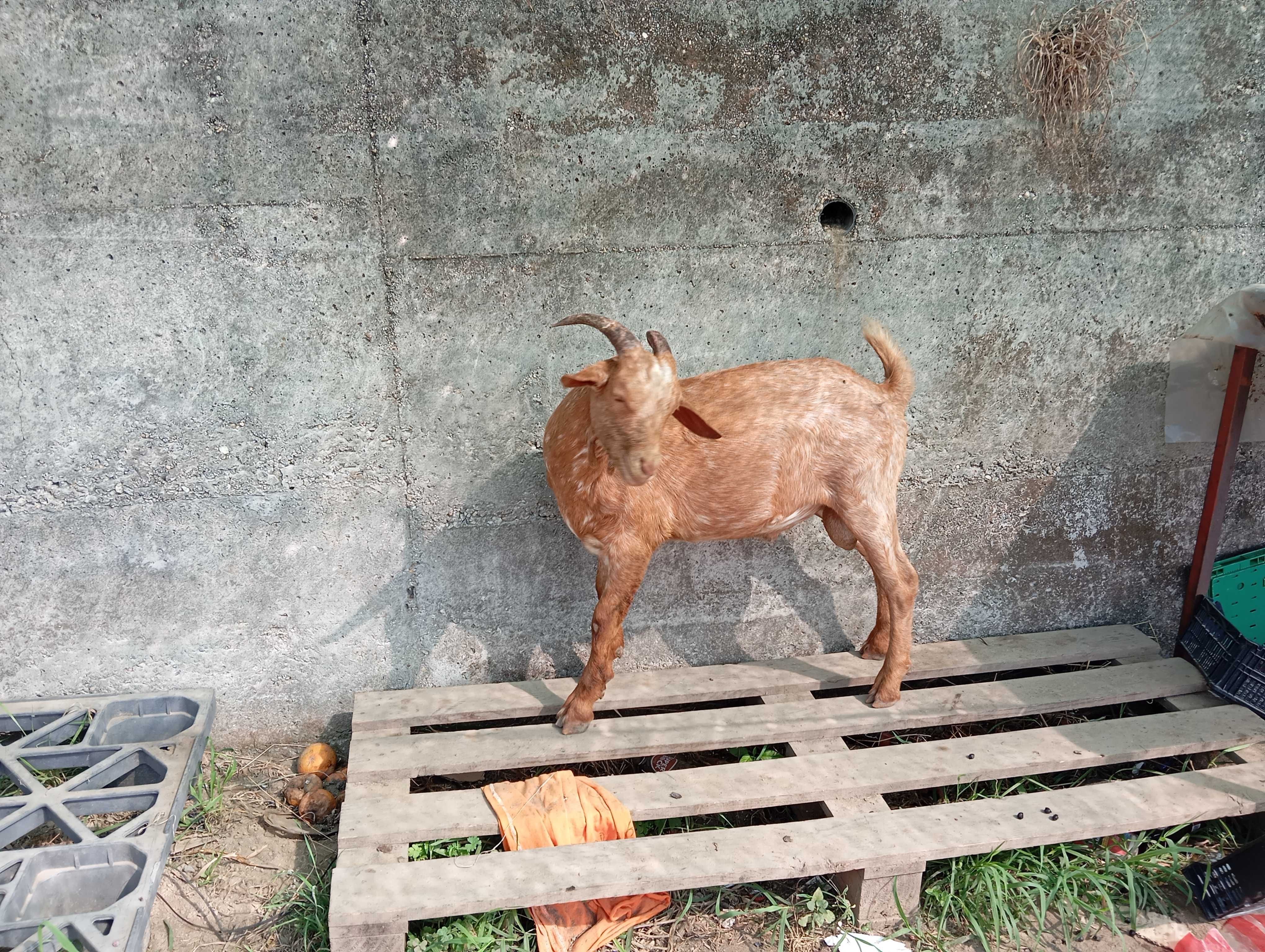 Animais de quinta para mudar de pasto