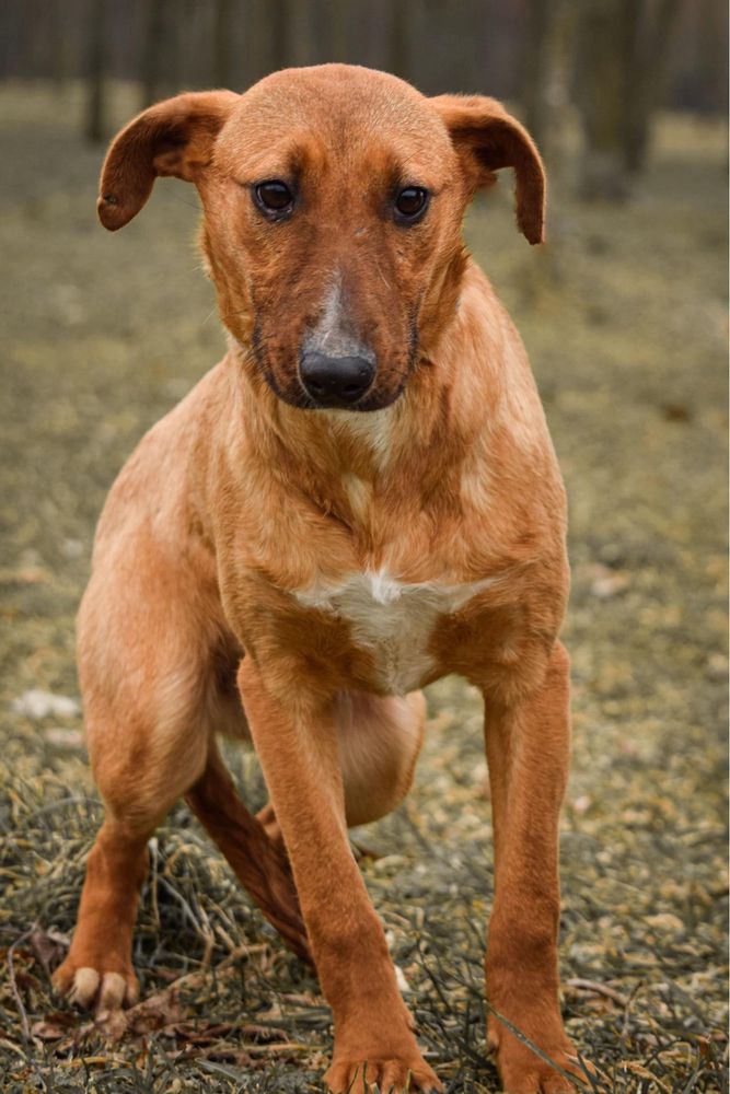 Młoda suczka w typie bulteriera do świadomej adopcji