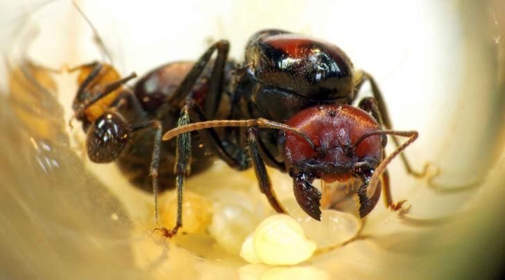 Экзотические Муравьи | Messor Cephalotes | Матки/Колонии/Формикарий