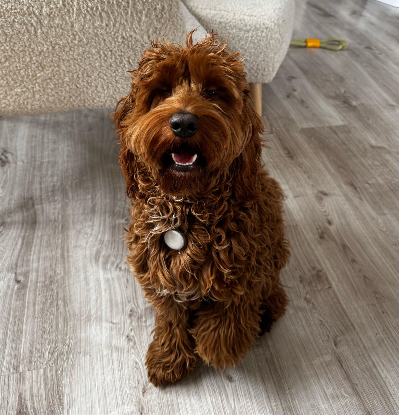Piesek Cavapoo f1 Cavalier- Pudel