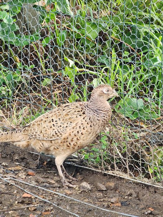 Faisão coleira, tenho 5 machos e 2 fêmeas para ceder