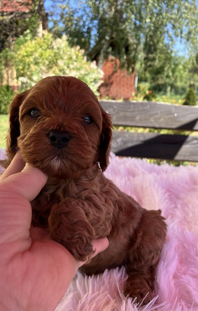 Cavapoo chlopak do rezerwacji