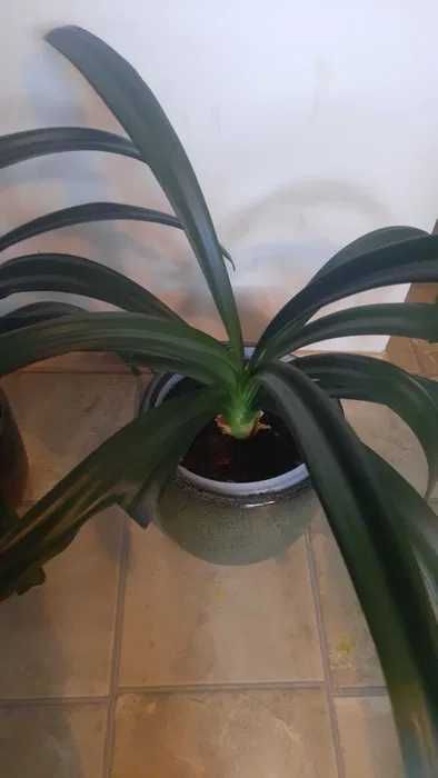 Kwiat doniczkowy kliwia