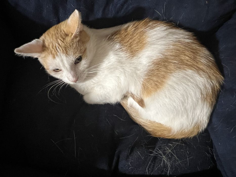 Kochany, tulaśny kocurek Karmelek szuka domku