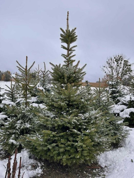 Choinka - Świerk Srebrny, Jodła Kaukaska