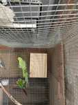 Ring neck verde femea