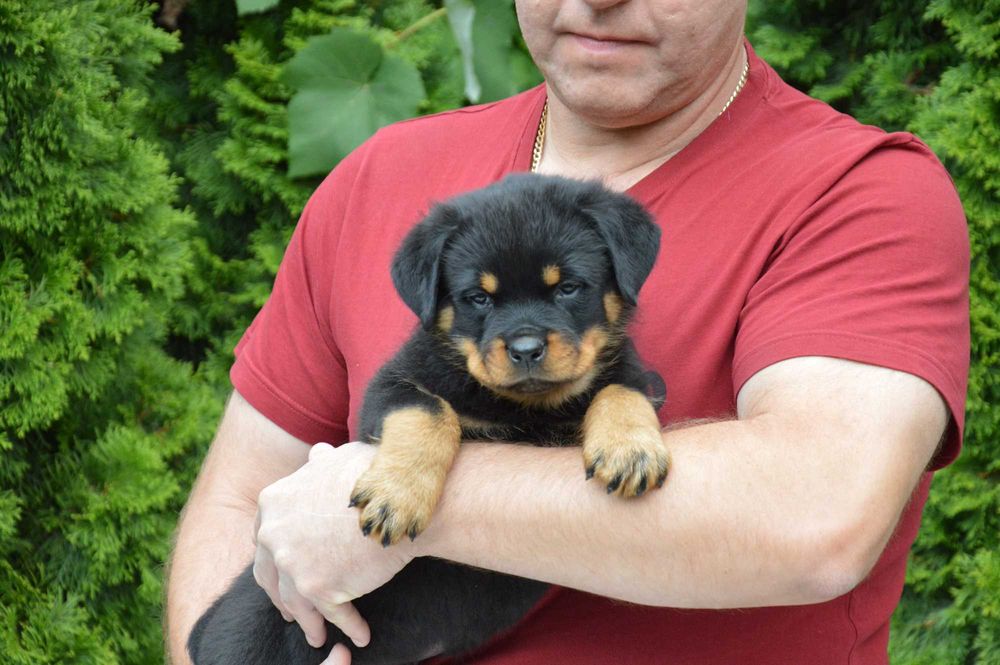Rottweiler, rottweilery, szczeniak samiec ZKwP Poznań