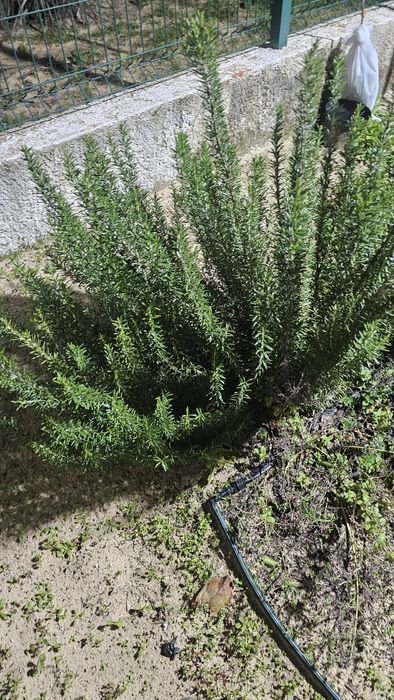 Vendo algumas ervas aromáticas