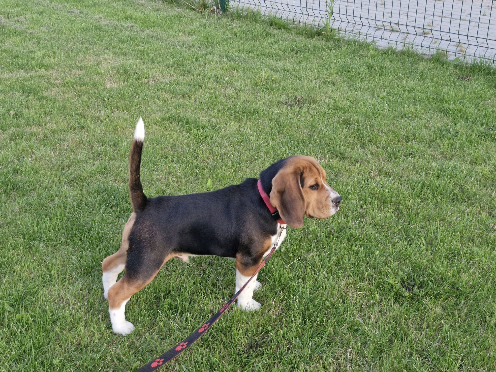 Beagle Pieski ZKWP Fci