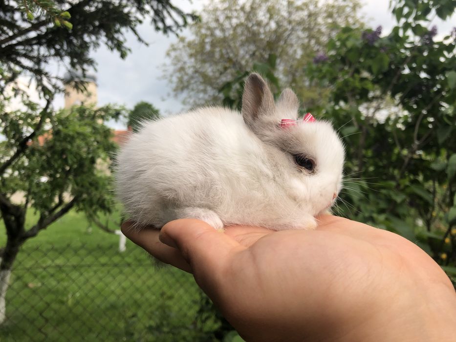 Króliczek królik biało-popielaty SILVER mini unikat wyprawka gratis