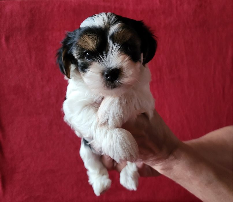 Yorkshire Terrier Biewer