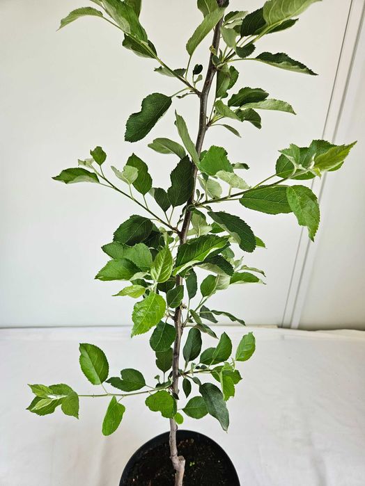Jabłoń Malinówka szczepiona na pniu 150 cm
