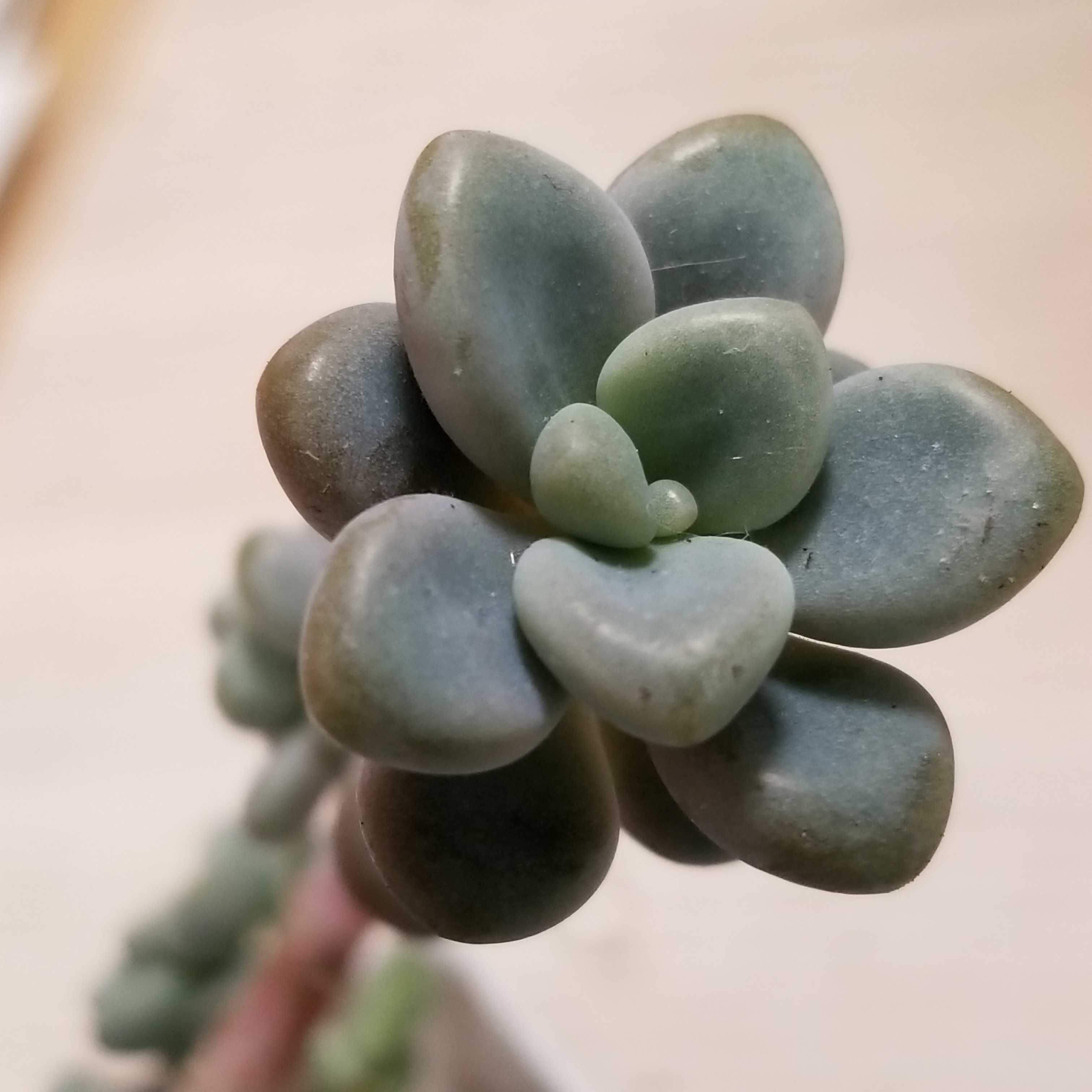 Суккулент Graptopetalum Ellen