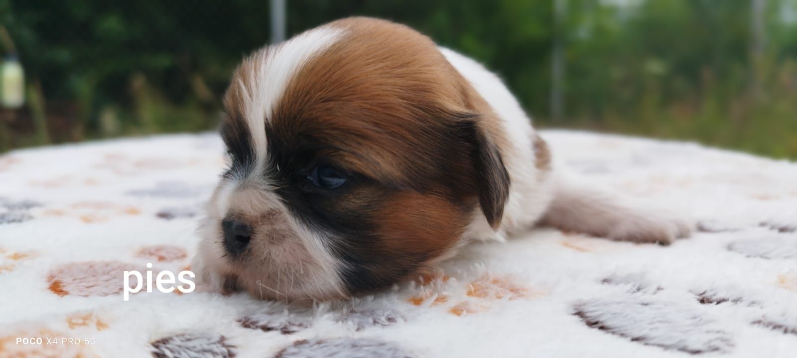 Uroczy szczeniaczek Shih Tzu szuka nowego domu!