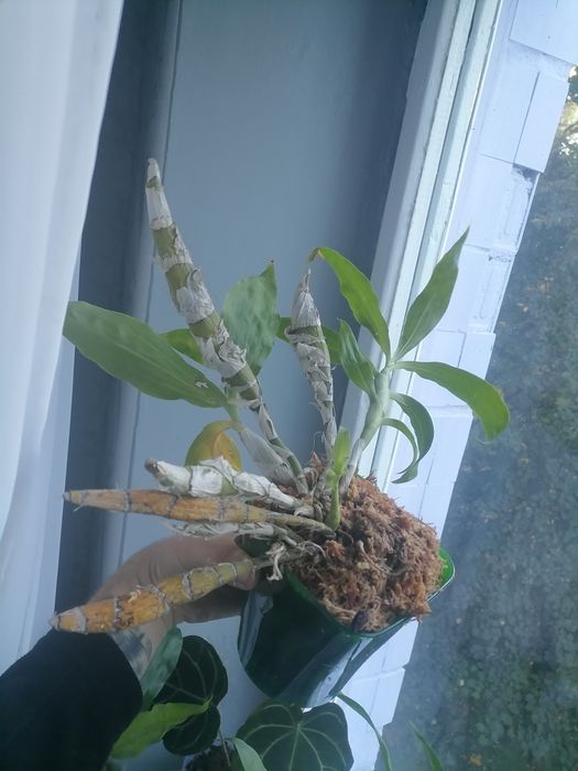 Орхідея морковка біла катасетум хізис брактесценс Chysis bractescens