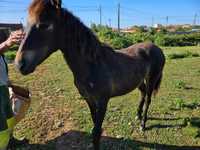 Cavalo,  egua com 9 meses