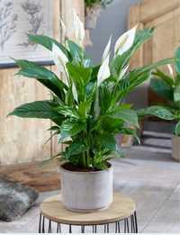 Duży skrzydłokwiat Spathiphyllum