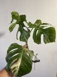 Monstera  variagata