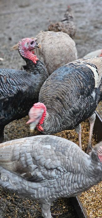 Indyki i indyczki tegoroczne.