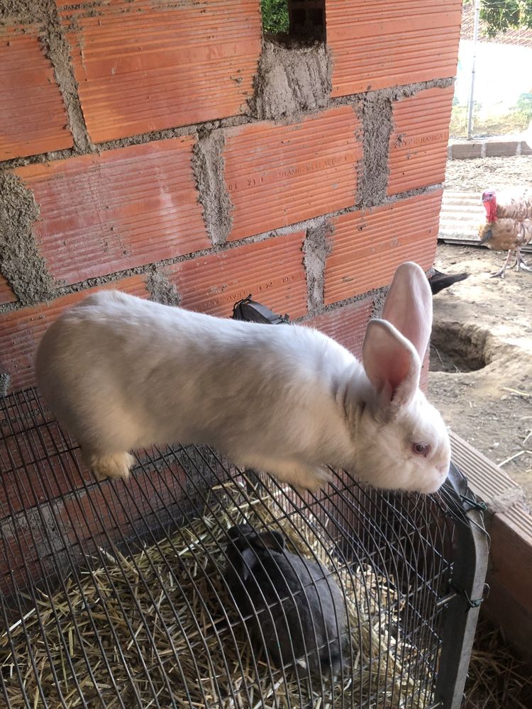 Vendo coelho com 6 messes
