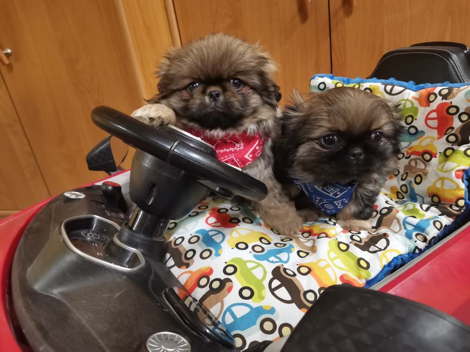 Pekińczyk Pekińczyki Nie Shih Tzu