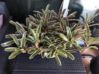 Bromelias neoregelias plantas com um rebento