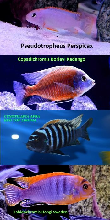 Pyszczaki jezioro Malawi Hodowla Pyszczaków Toruń