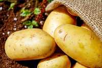 Sadzeniaki ziemniaka - STOKROTKA- kwalifikat -przyjmujemy zamówienia