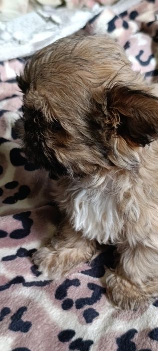 Продам щенка ши-тцу