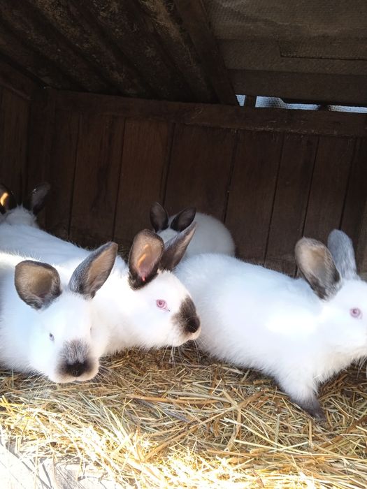 Продам кроликов колифорнийской породы